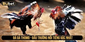 luật đá gà thomo