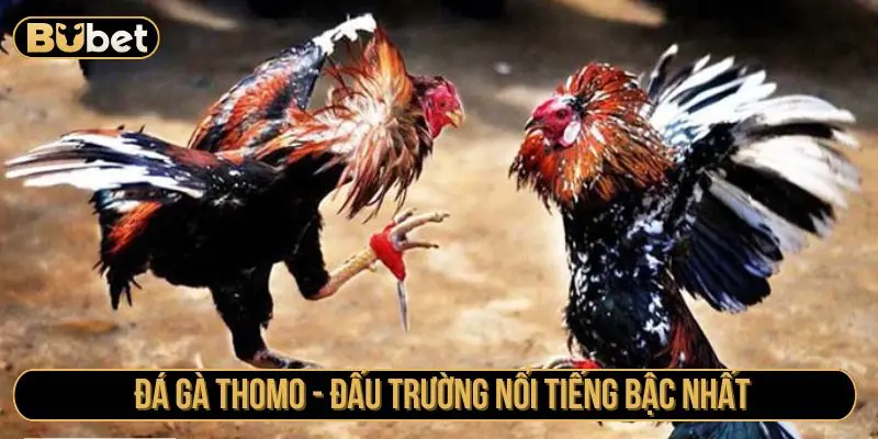 Đá gà Thomo - Đấu trường nổi tiếng bậc nhất