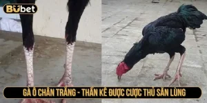 Gà ô chân trắng - Thần kê được cược thủ săn lùng